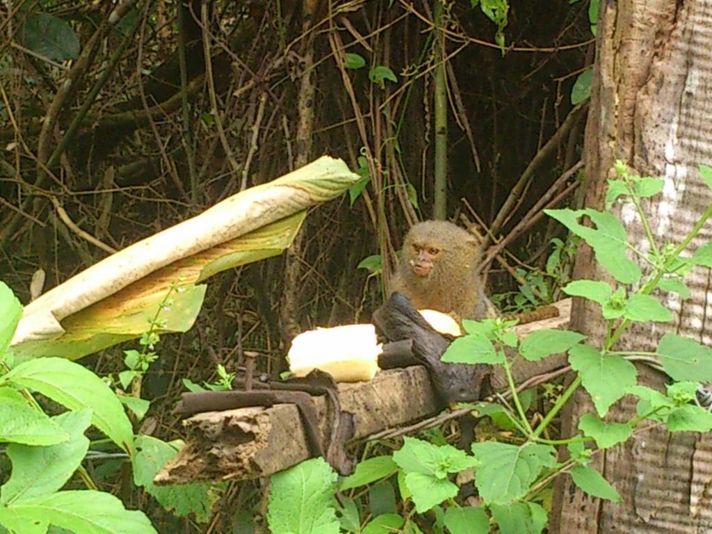 Flor De La Selva Daire Puerto Nariño Dış mekan fotoğraf